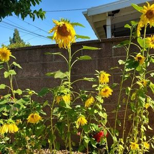 Meet your Posher, Gabriela